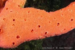 amphimedon_compressa_ap2