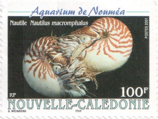 nautilus_macromphalus_sw1