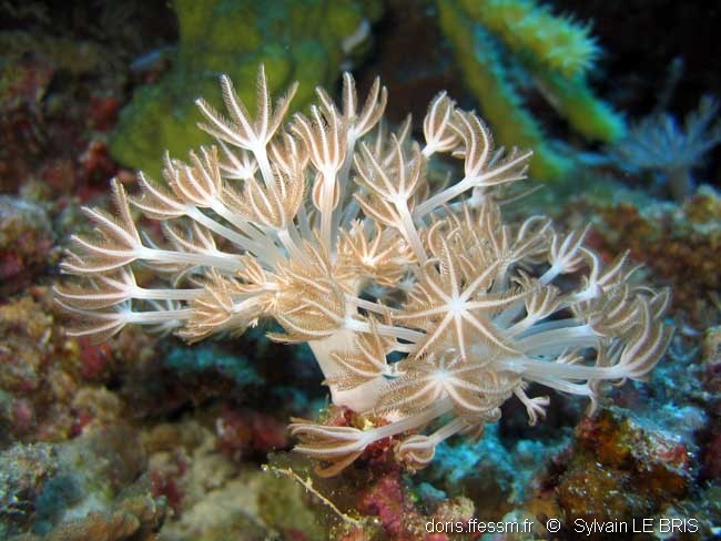 Corail plume d'autruche