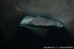 Carcharias_taurus_0975_naa_V_MARAN