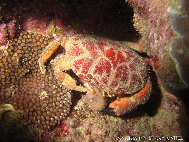 Crabe à rigoles