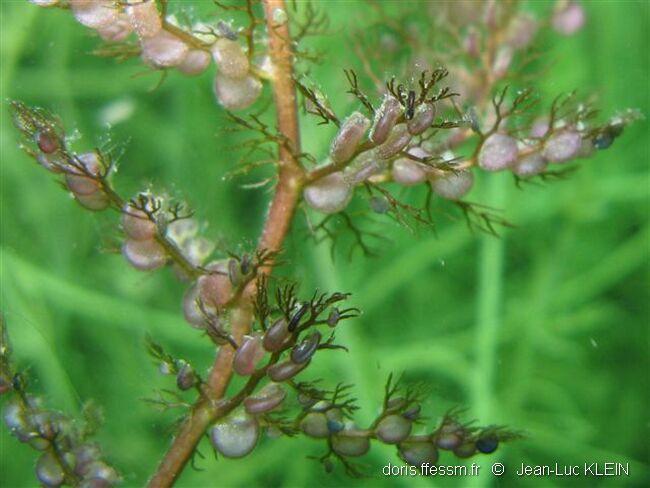 Utricularia_vulgaris-JLK-8
