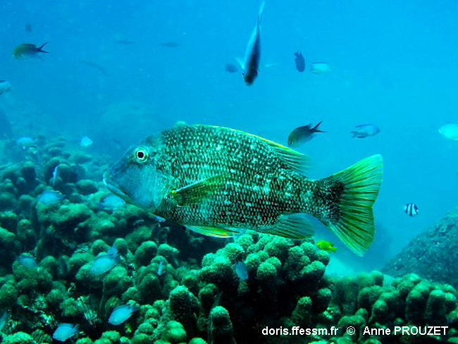 Lethrinus_erythracanthus-anpr001