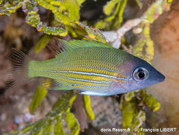 Lethrinus_erythracanthus-frli656