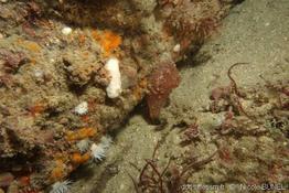 leucandra_gossei-nibu-img_3479