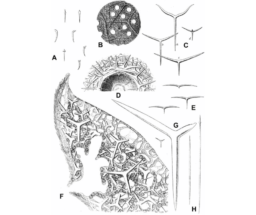 Eponge de Johnston