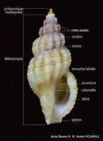 Leufroyia_concinna-anho11