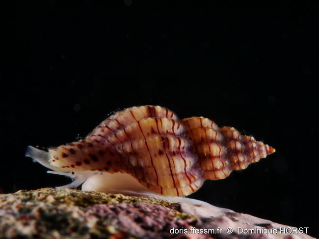 Leufroyia_concinna-doho01