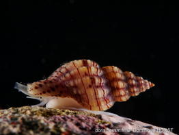 Leufroyia_concinna-doho01