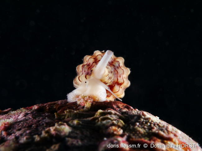 Leufroyia_concinna-doho04