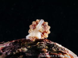 Leufroyia_concinna-doho04