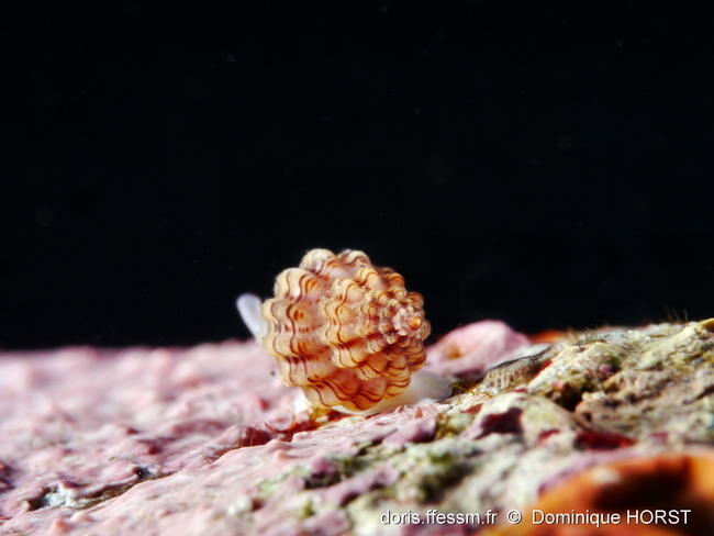 Leufroyia_concinna-doho05