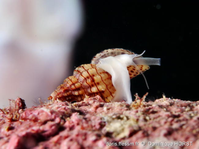 Leufroyia_concinna-doho06