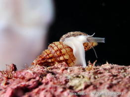 Leufroyia_concinna-doho06