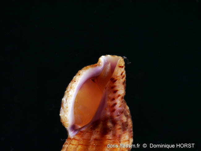 Leufroyia_concinna-doho07