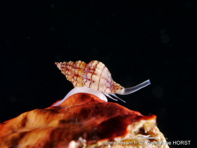 Leufroyia_concinna-doho10