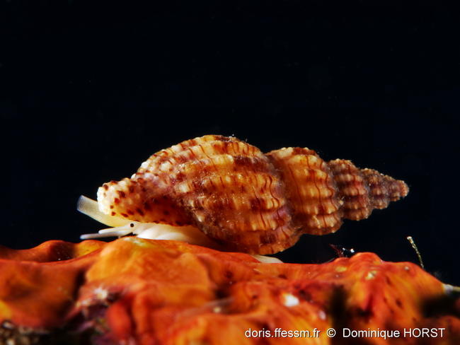 Leufroyia_concinna-doho11