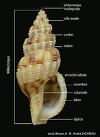Leufroyia_leufroyi-anho01