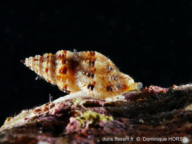 Leufroyia_leufroyi-doho001
