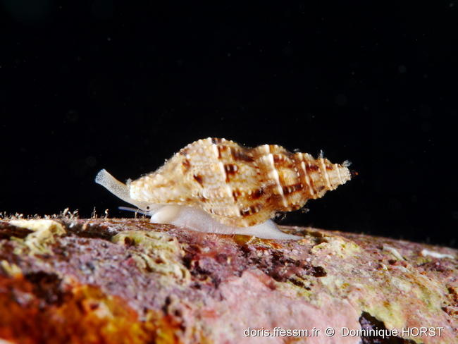 Leufroyia_leufroyi-doho02