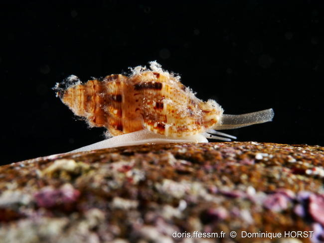 Leufroyia_leufroyi-doho03