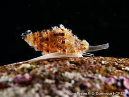 Leufroyia_leufroyi-doho03