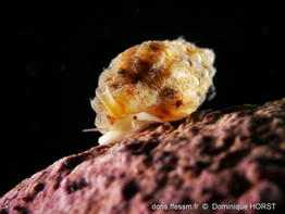 Leufroyia_leufroyi-doho04