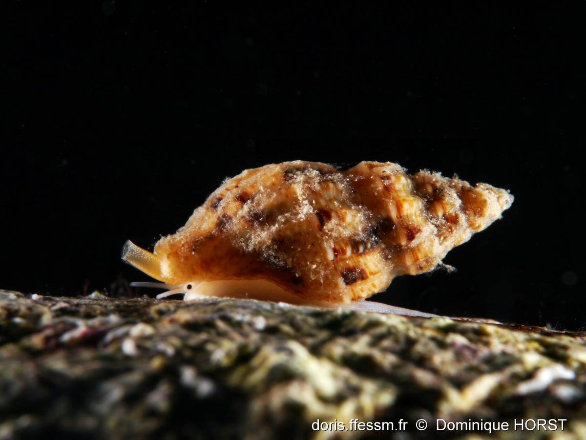 Leufroyia_leufroyi-doho05