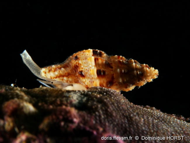 Leufroyia_leufroyi doho06