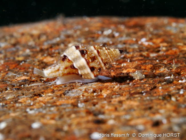 Leufroyia_leufroyi-doho07