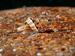 Leufroyia_leufroyi-doho07