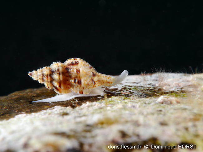 Leufroyia_leufroyi-doho08