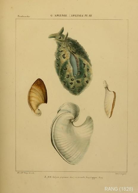 dolabella_auricularia-rang-1828-3