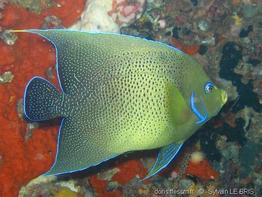 pomacanthus_semicirculatus-slb2