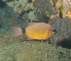 ostorhinchus_aureus-apr1