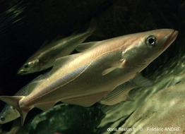 pollachius_pollachius-fa5