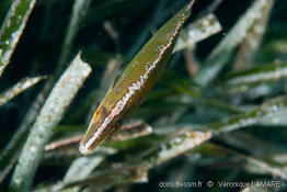 symphodus_rostratus-vl1