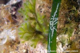 electra_posidoniae-vl8