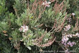 limoniastrum_monopetalum-vl1