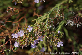 limonium_articulatum-vl1