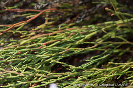 limonium_articulatum-vl2