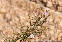 limonium_articulatum-vl3