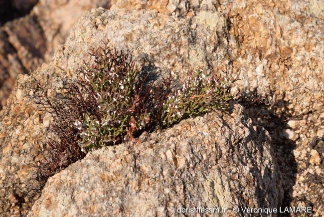 limonium_articulatum-vl4