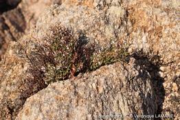 limonium_articulatum-vl4