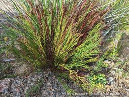 limonium_articulatum-vl5