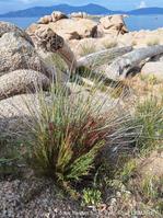 limonium_articulatum-vl6