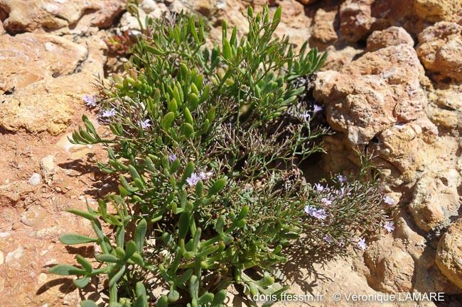 limonium_pseudominutum-vl6