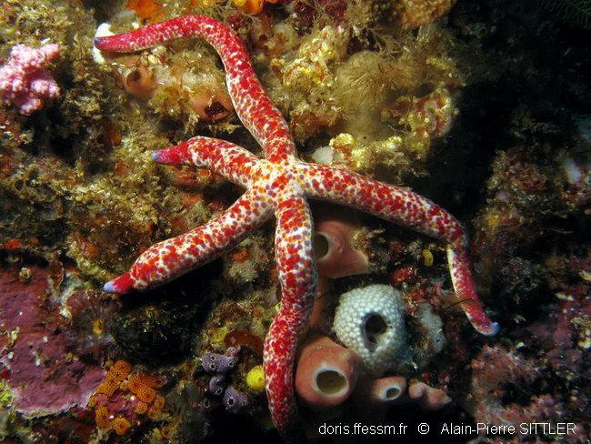 Comète de mer