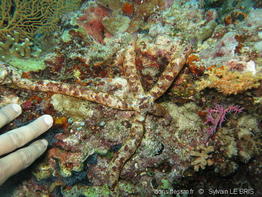 linckia_multifora-slb