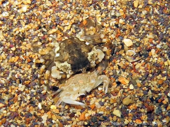 liocarcinus_bolivari-slb1